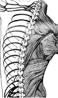 chiropractic back
